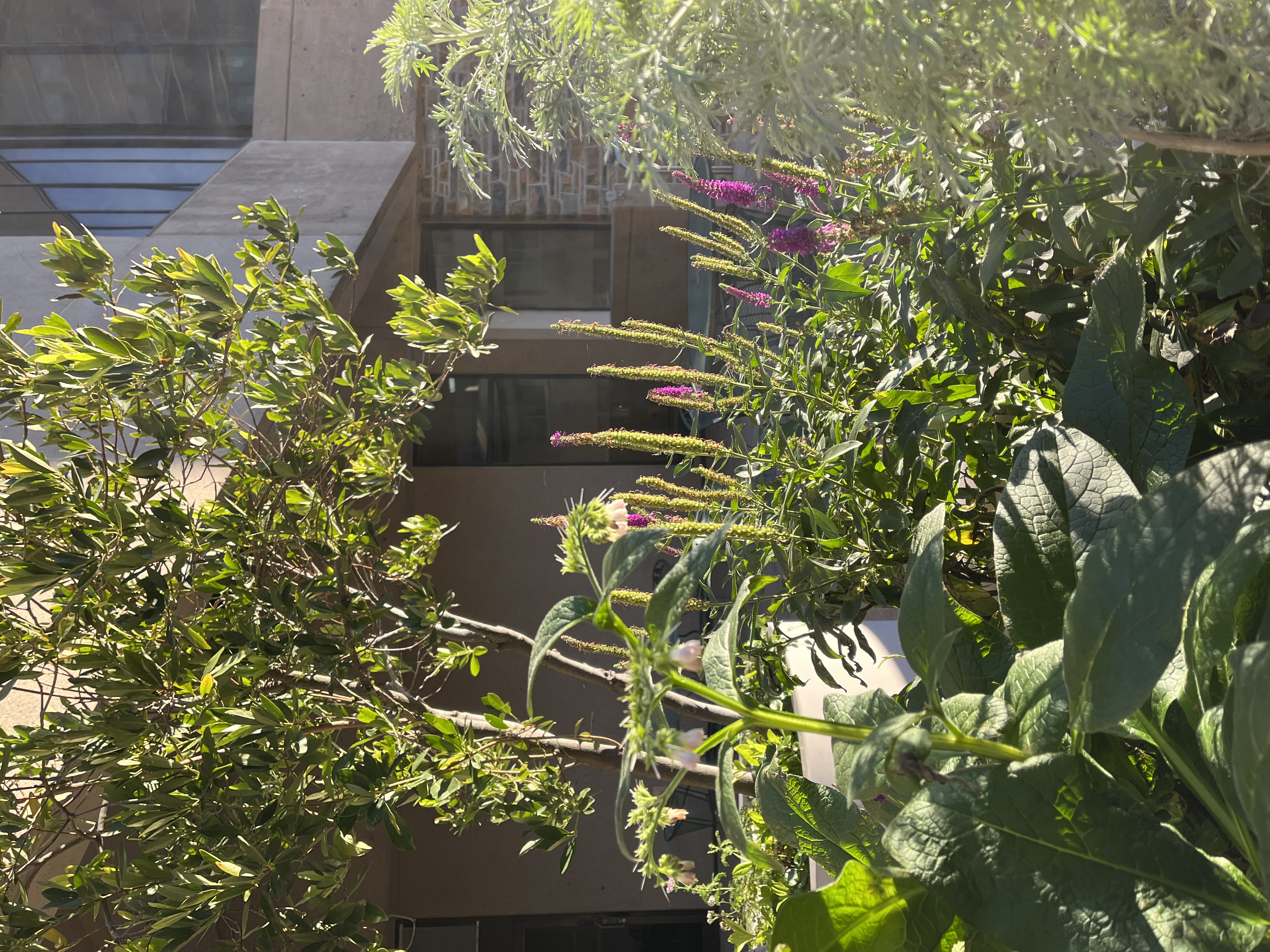 Medical Garden